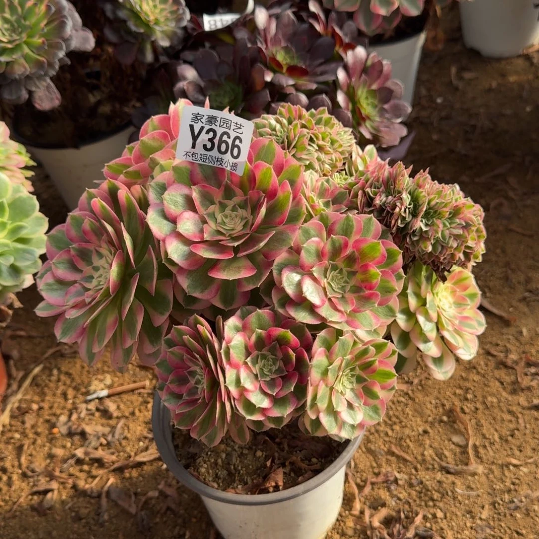 366倾城缀化官服25左右特价2