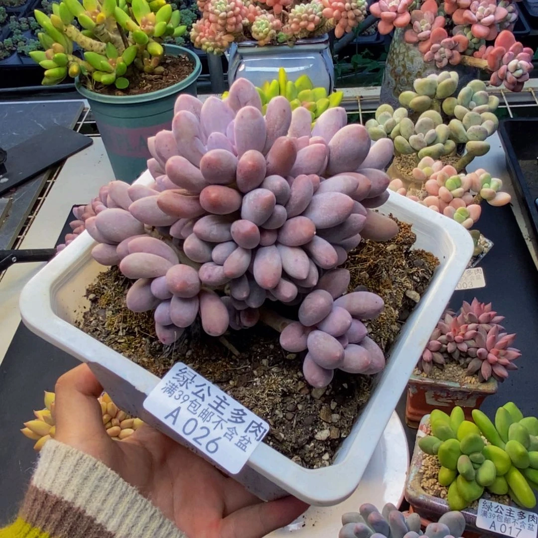 026丸叶汤圆多肉9c m