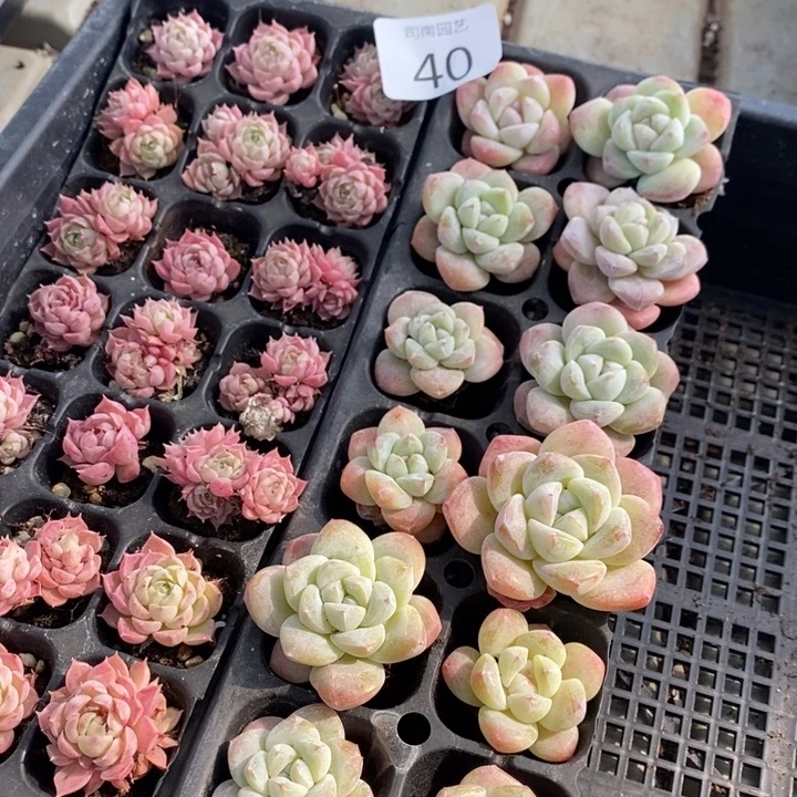 40 多肉植物盆栽花卉