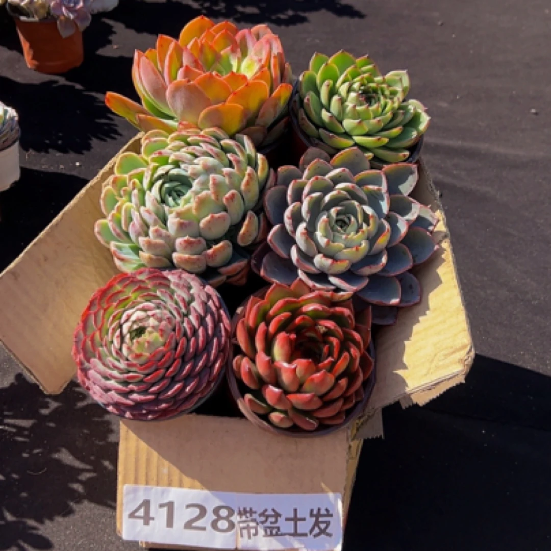 4128多肉植物莲花座混搭套餐带盆土发包邮