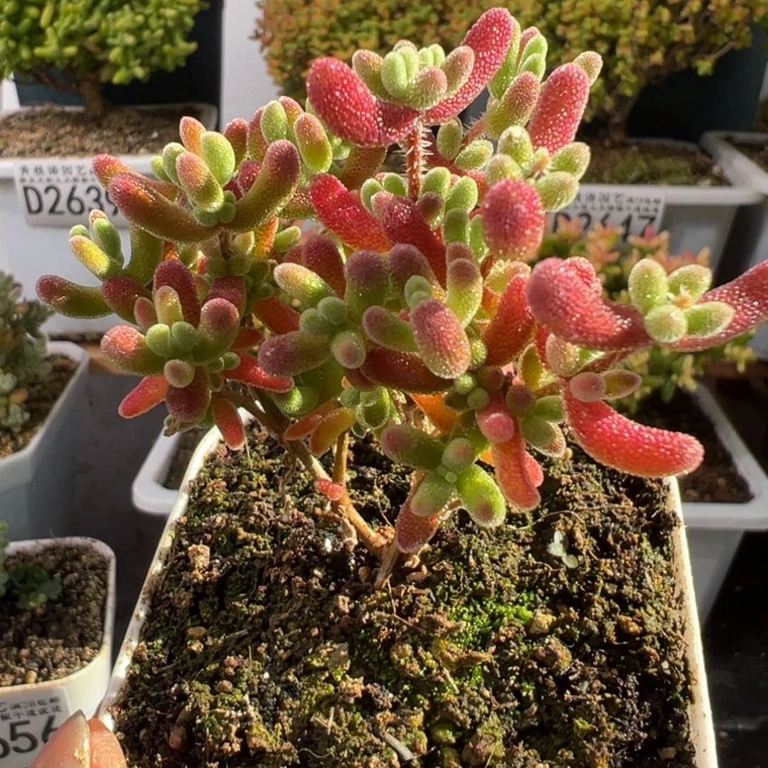 D2659红叶一物一拍