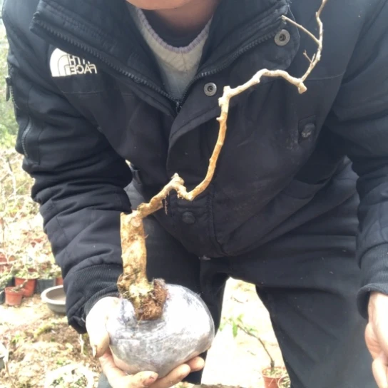 盆景素材盆栽绿植