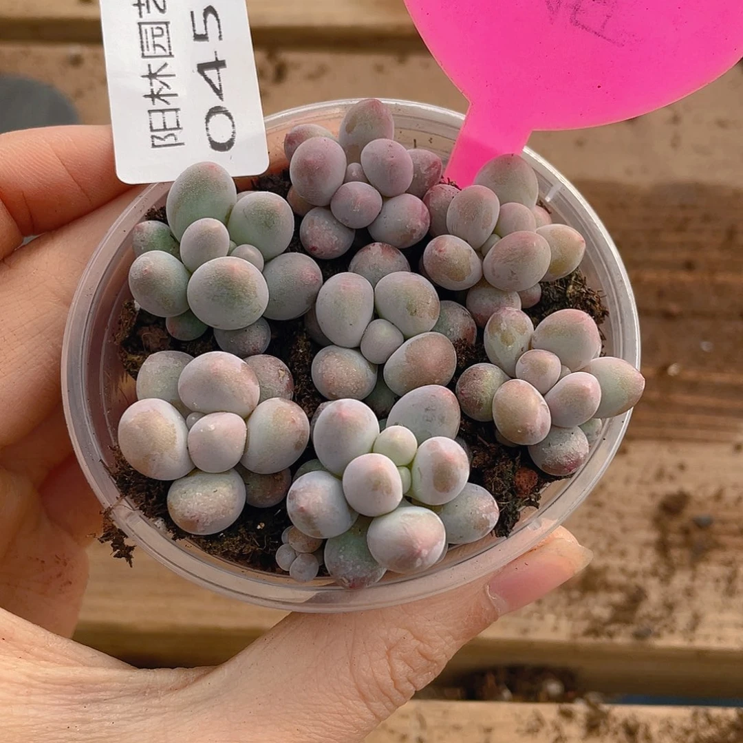 量拍多肉植物多肉植物451