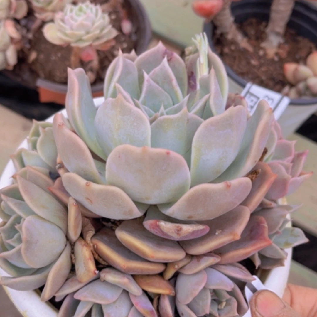 【闪购商品】露西娜04255