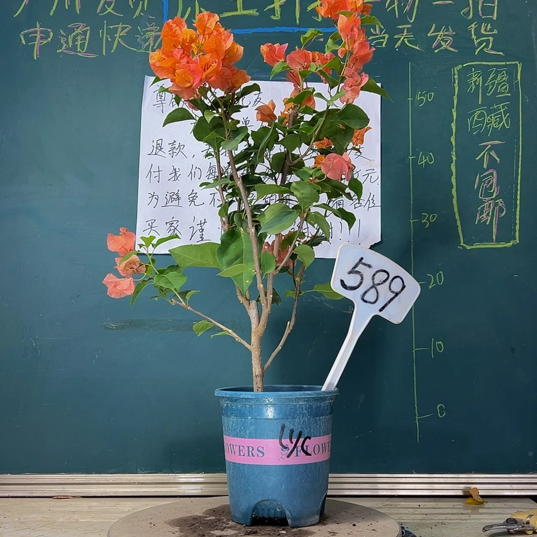 当前无花栽培后可以开花  绿叶橙  589