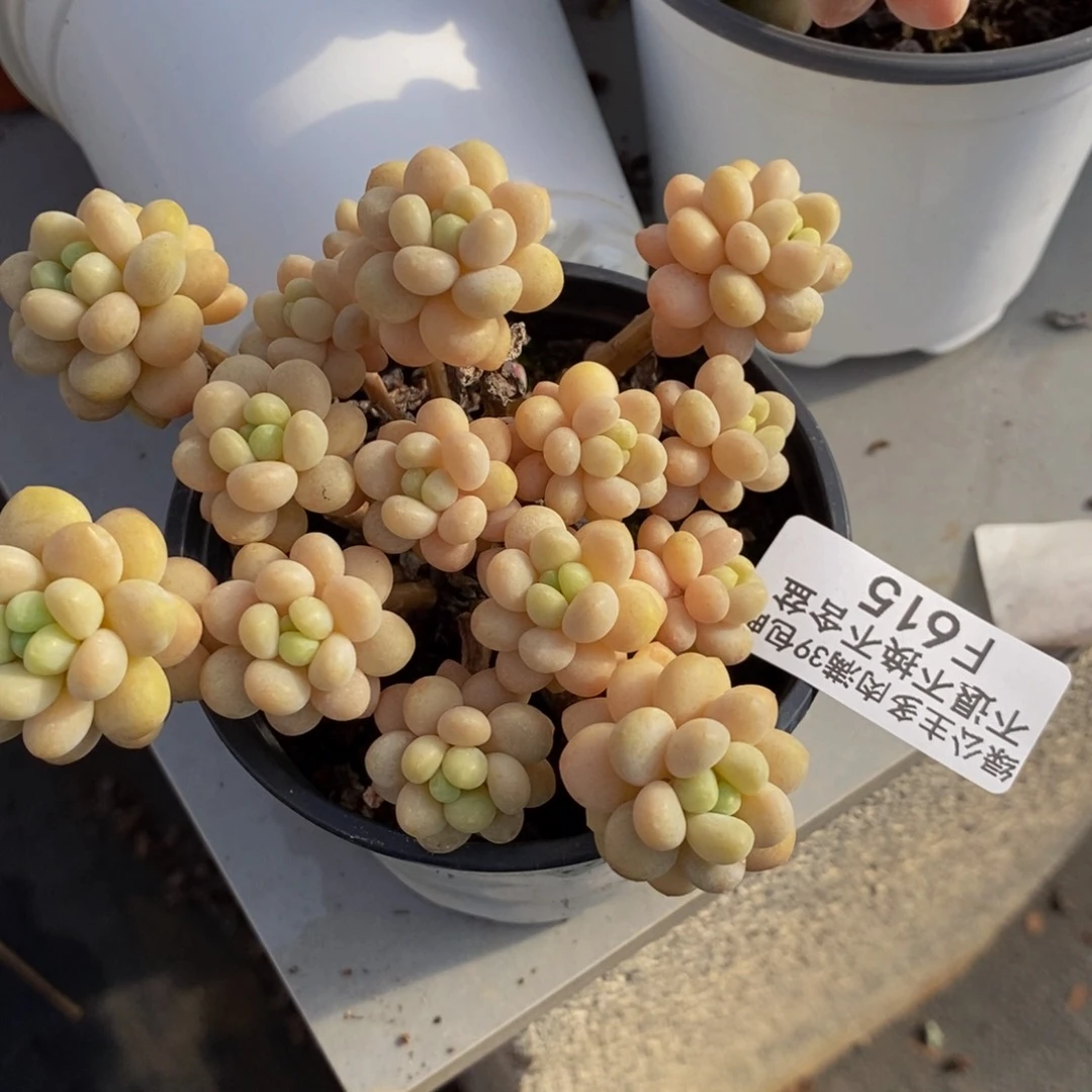 花朵鱼子酱615/10c m