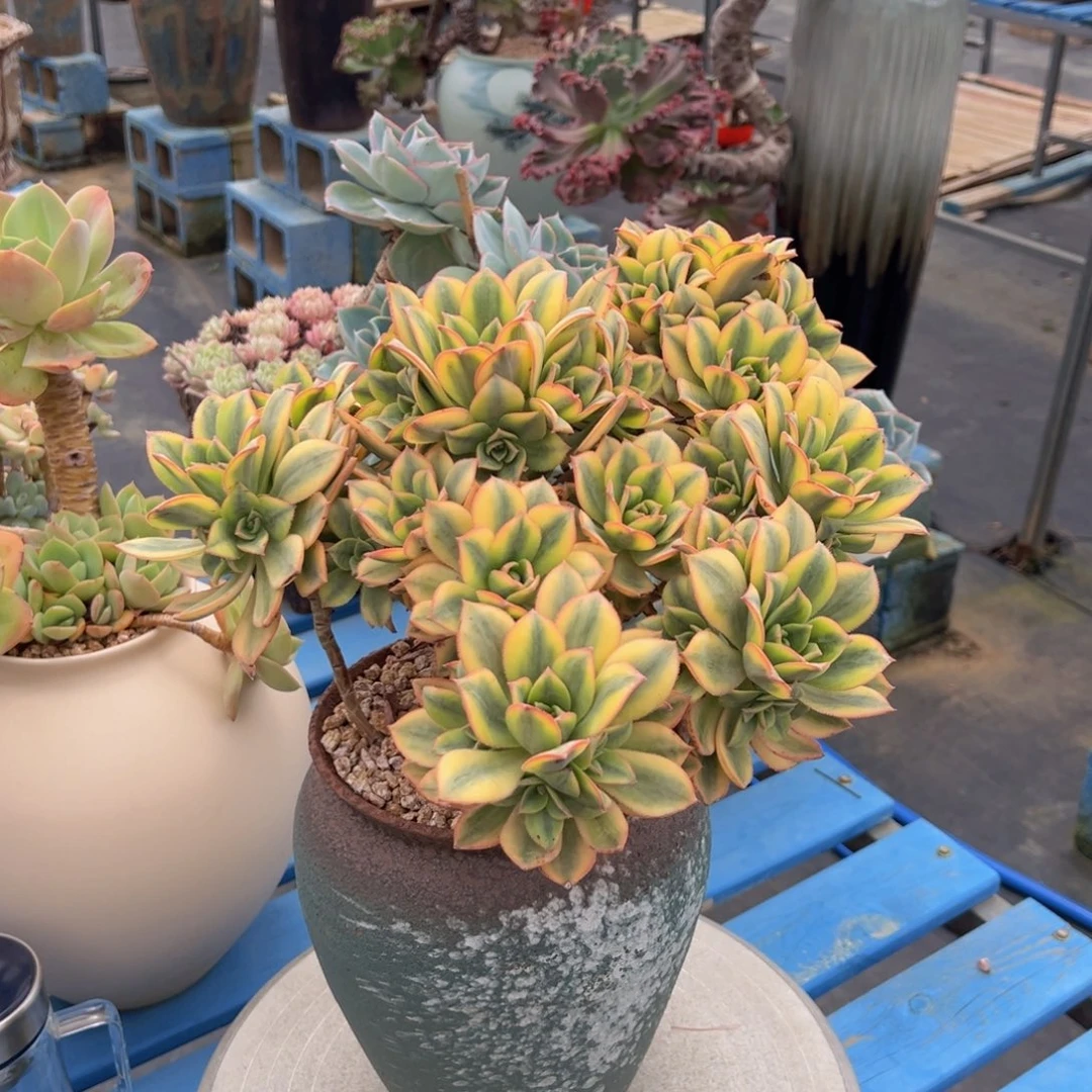 星爆带盆物流自理