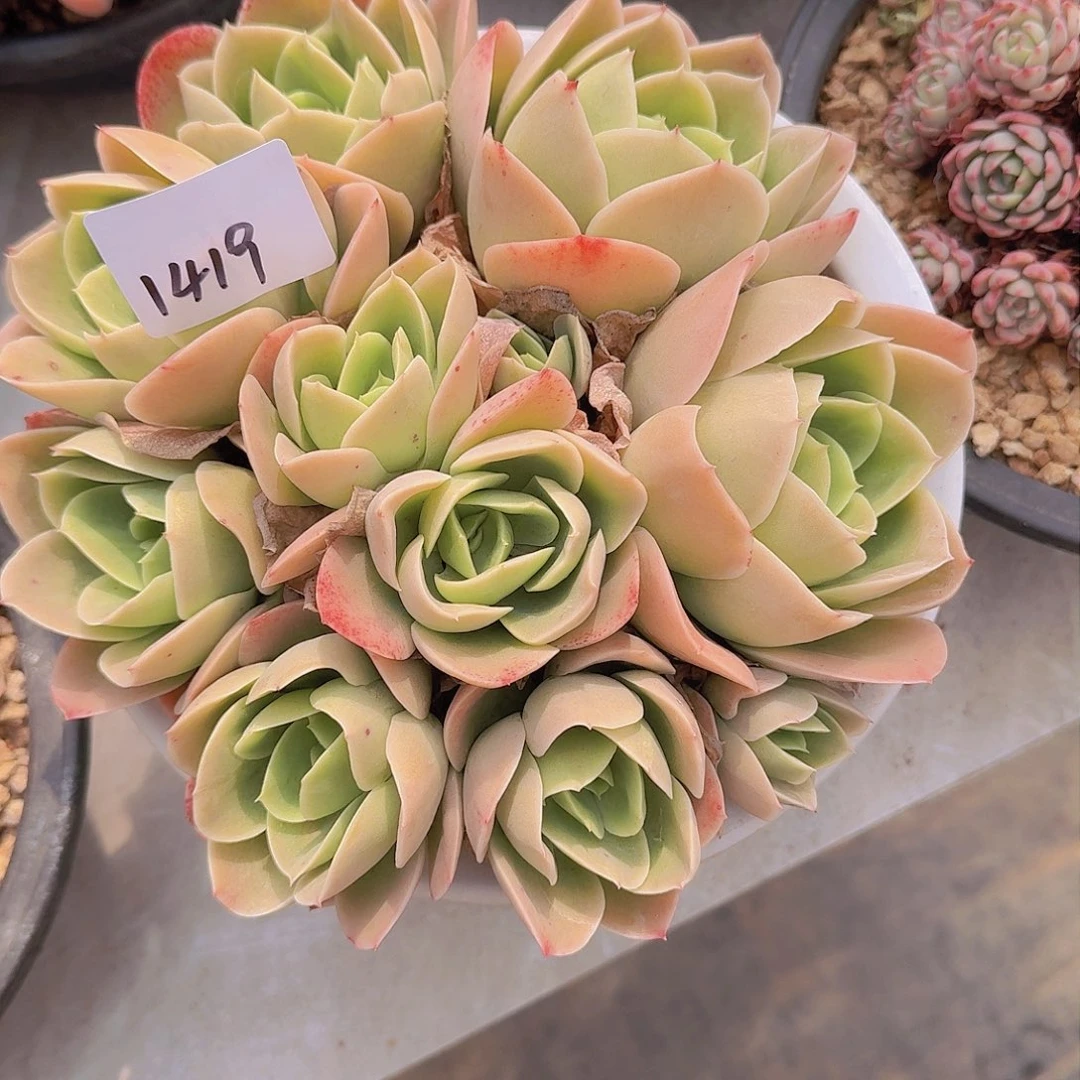 远***念1419星纳塔多肉