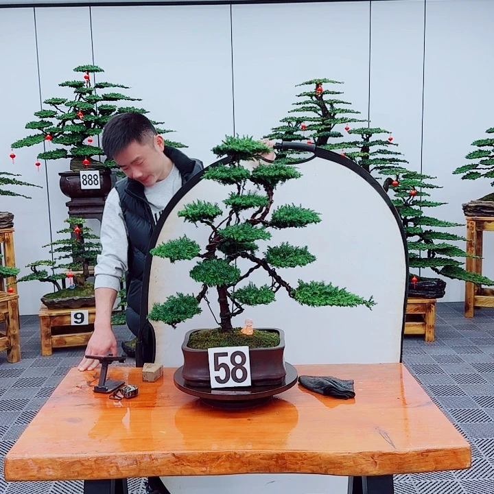 松树盆景一物一拍