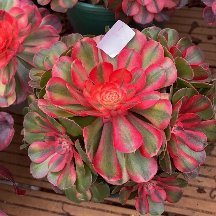 云南荔枝好看37号