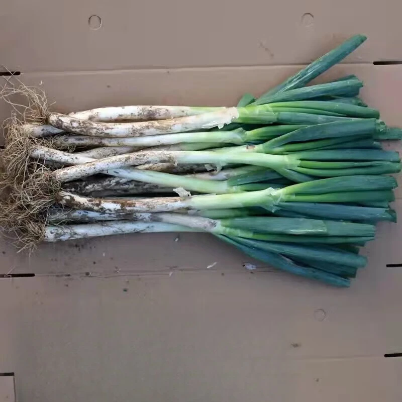 精品细葱正宗铁杆葱现挖现发农家露天种植生吃脆嫩蘸酱