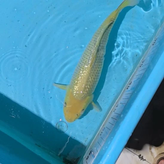 锦鲤锦鲤30公分不包邮