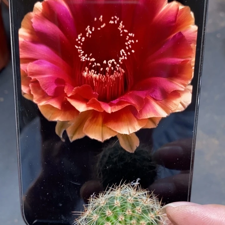 彩草七夕侧芽3公分左右