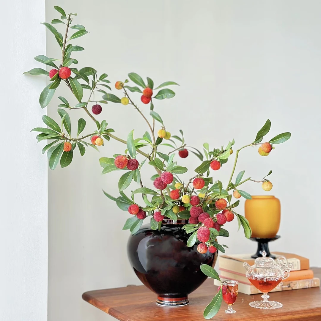 二狗家 带果杨梅枝 水培鲜切枝