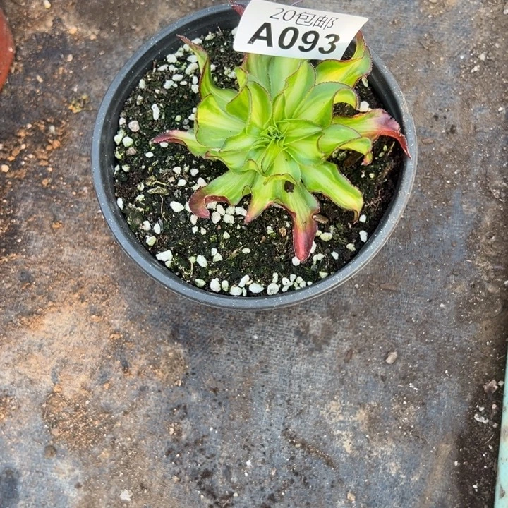 多肉植物93不售后