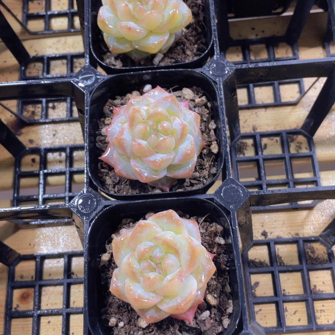 856号 水晶珍妮粉钻单头一个