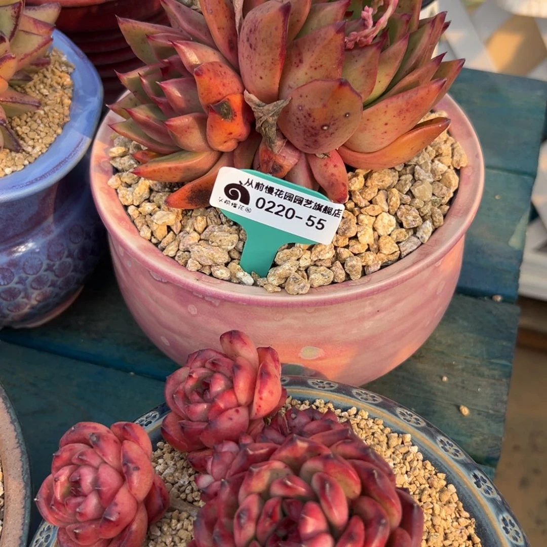 随*?多肉一物一拍0220-55盆
