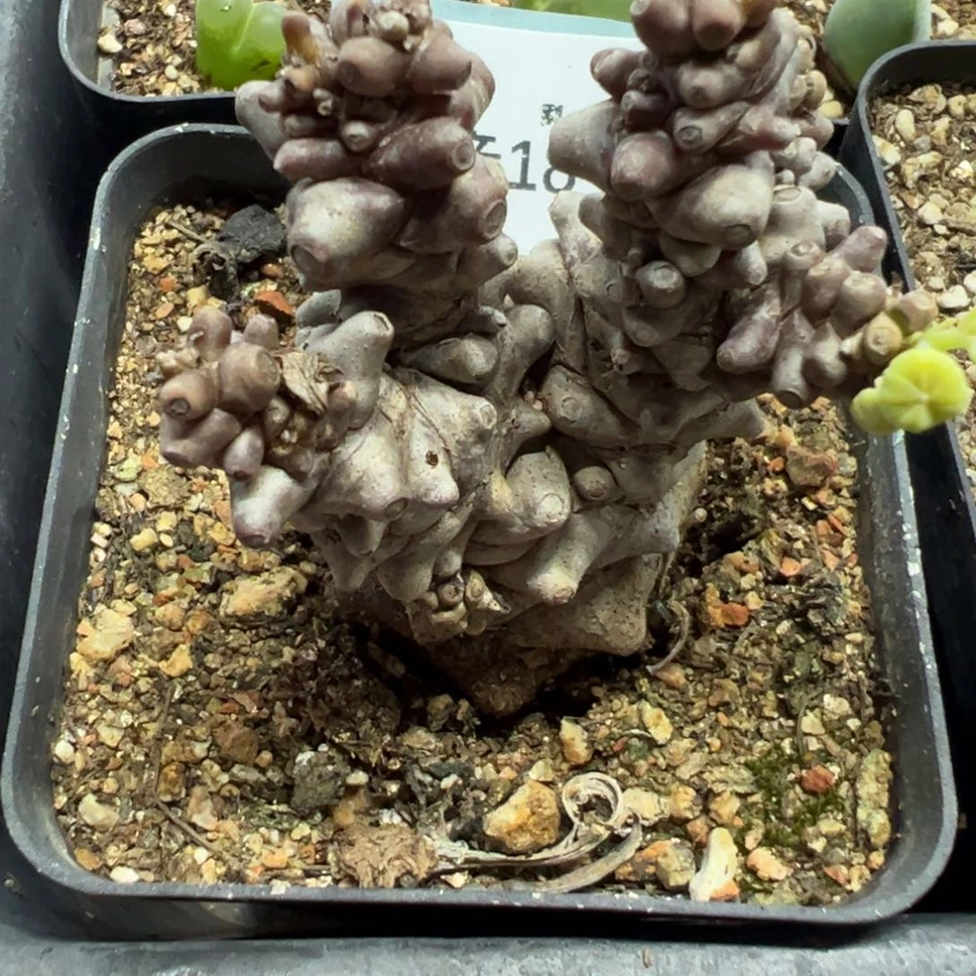 18-226肉锥多肉植物，