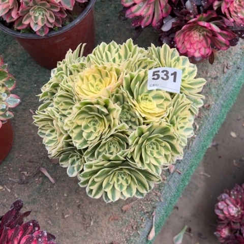 531迈巴赫朵朵多肉，