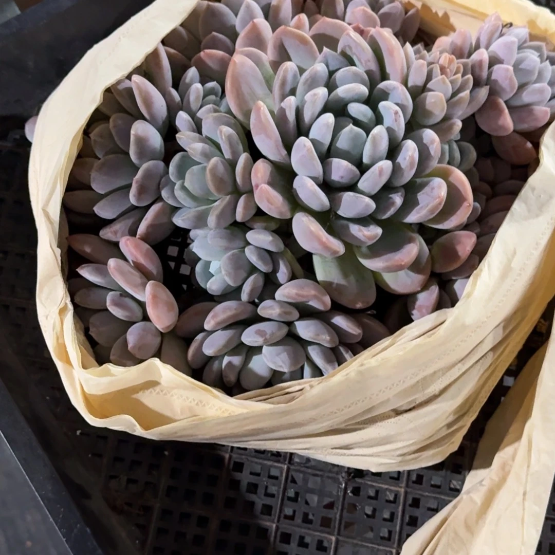 风***人阮玲玉精品老桩多肉