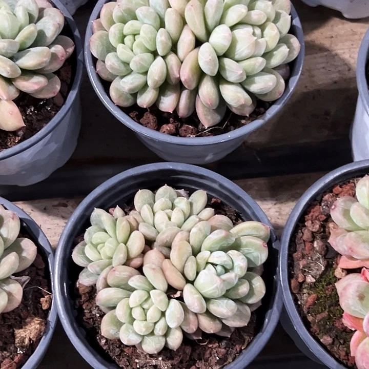 团011。     多头百达翡翠。