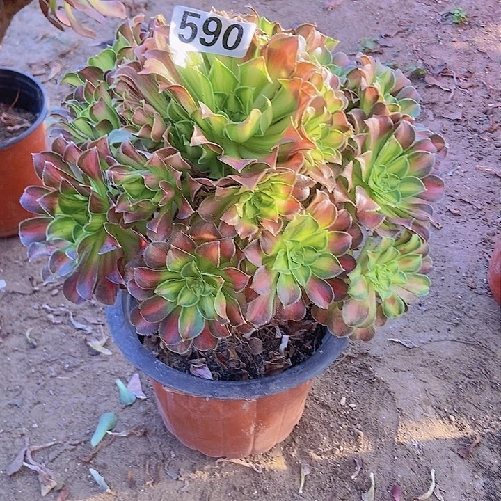 590韶华老庄手捧朵朵特价