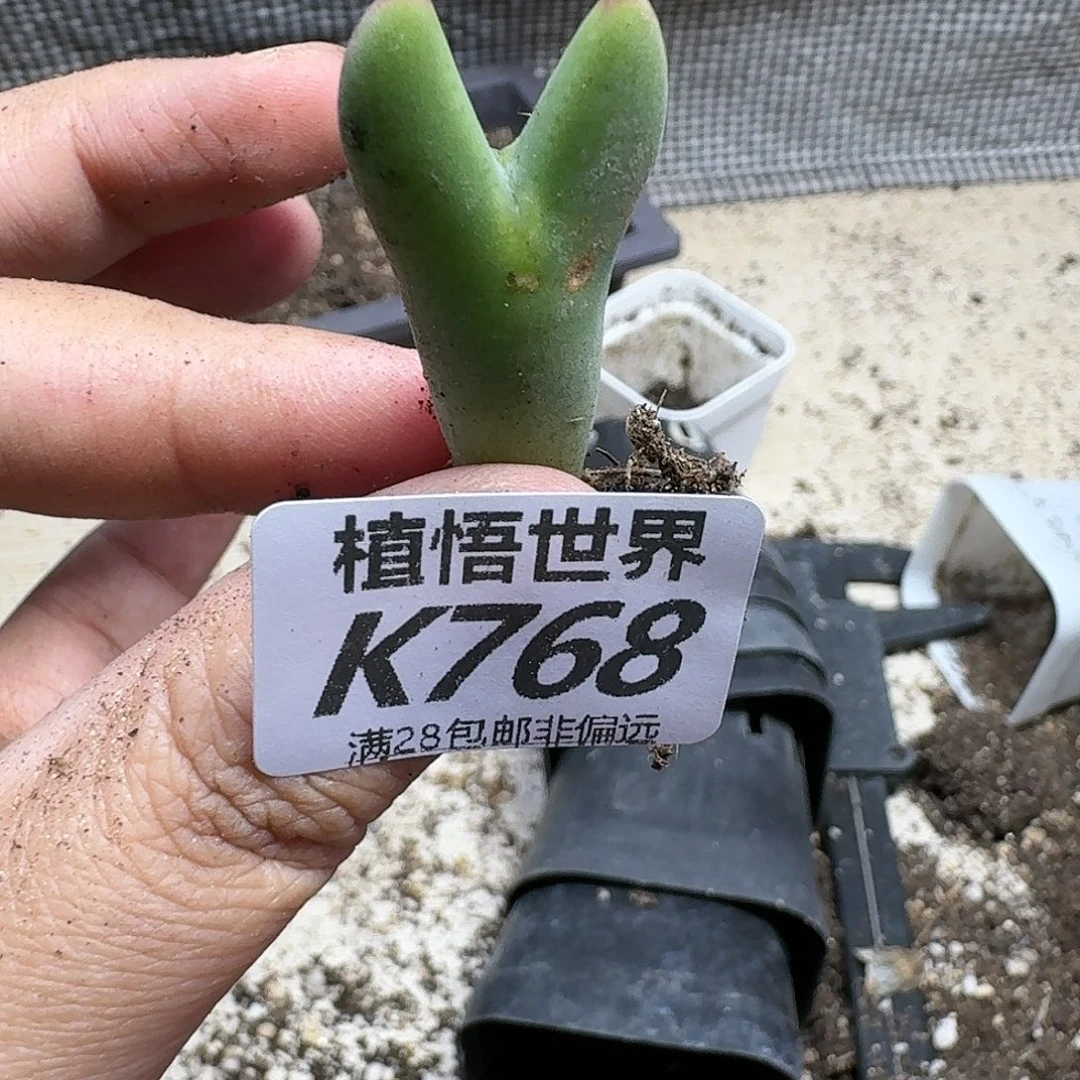 多肉植物的是fvbnn