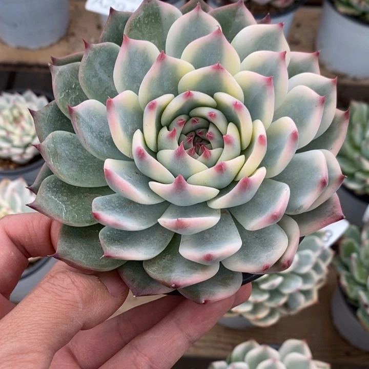 吉娃娃锦多肉植物A2944