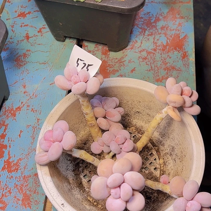 蕾*575//////////////