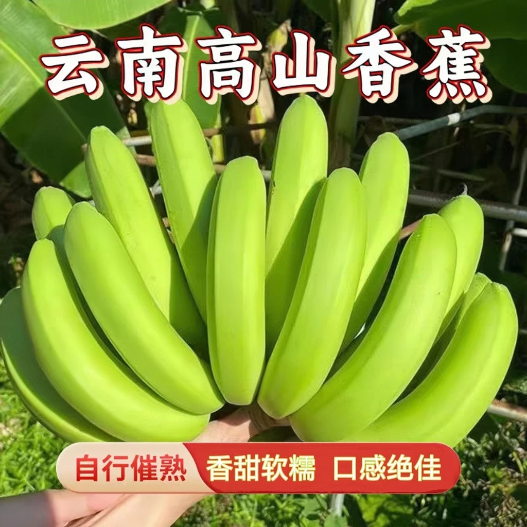 【青皮发货】新鲜香蕉当季水果banana现摘威廉斯香甜芭蕉甜蕉高山