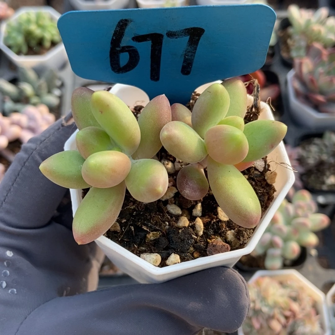 677芒果美人多肉植物