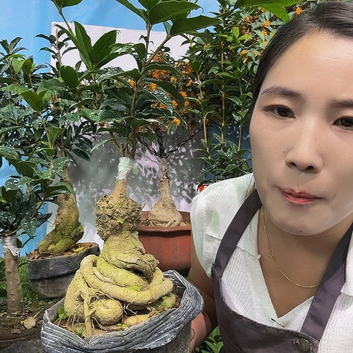 耳***东大量花朵（建议范围：8朵-15朵 或40%以上）四季丹11111