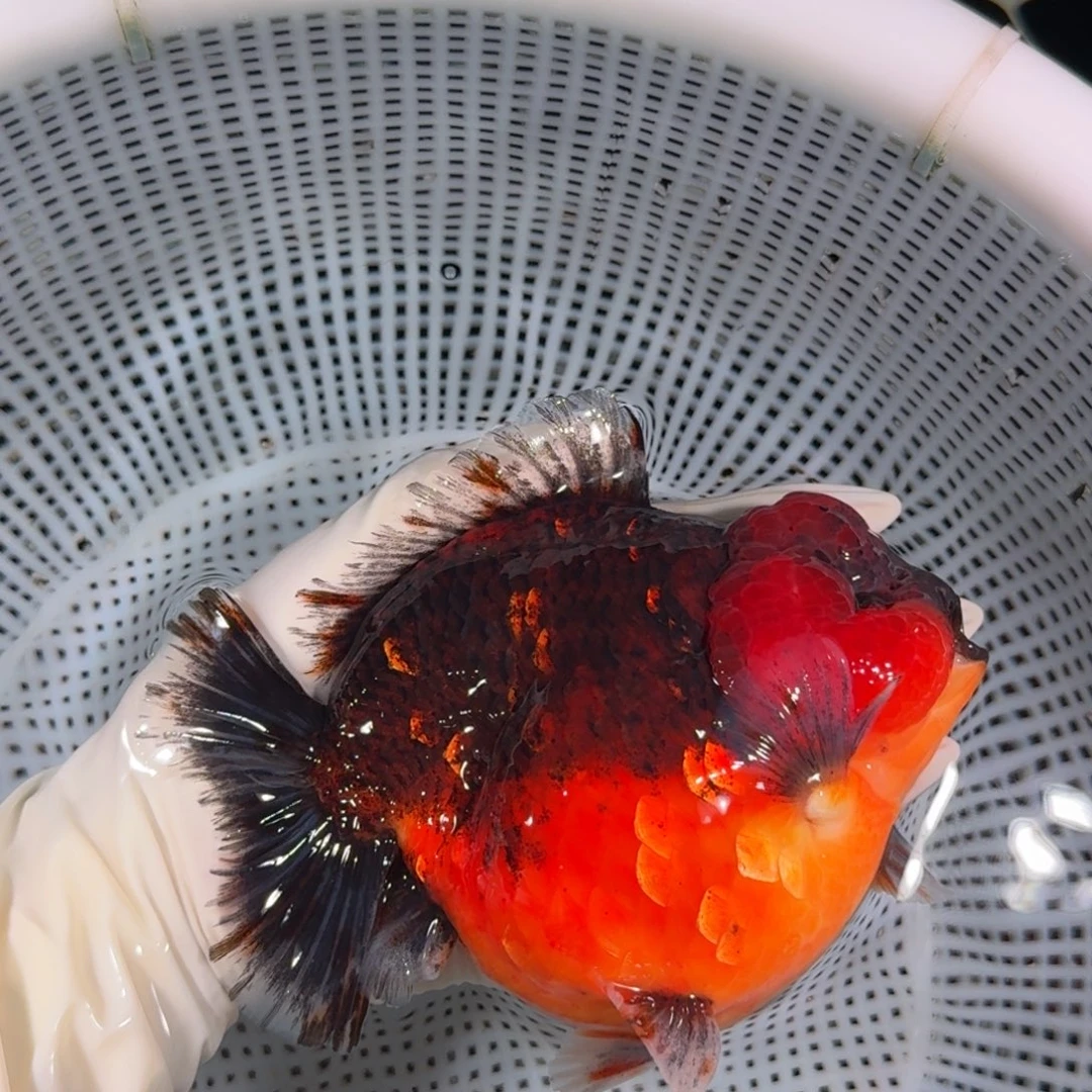 金鱼类不分公母17