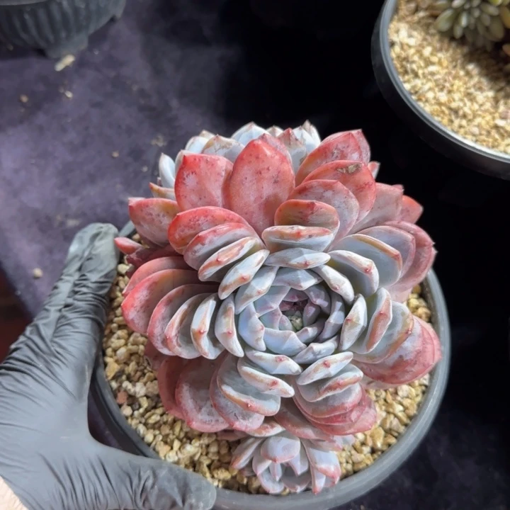 16厘米左右一物一拍的