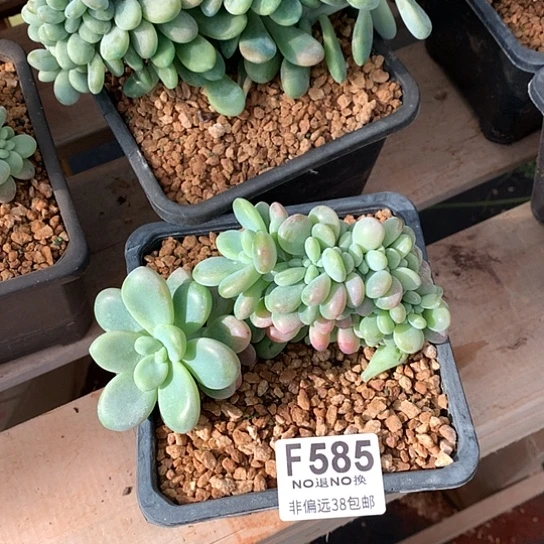 洛神缀化585 亏本处理退款拉黑7/8天发货