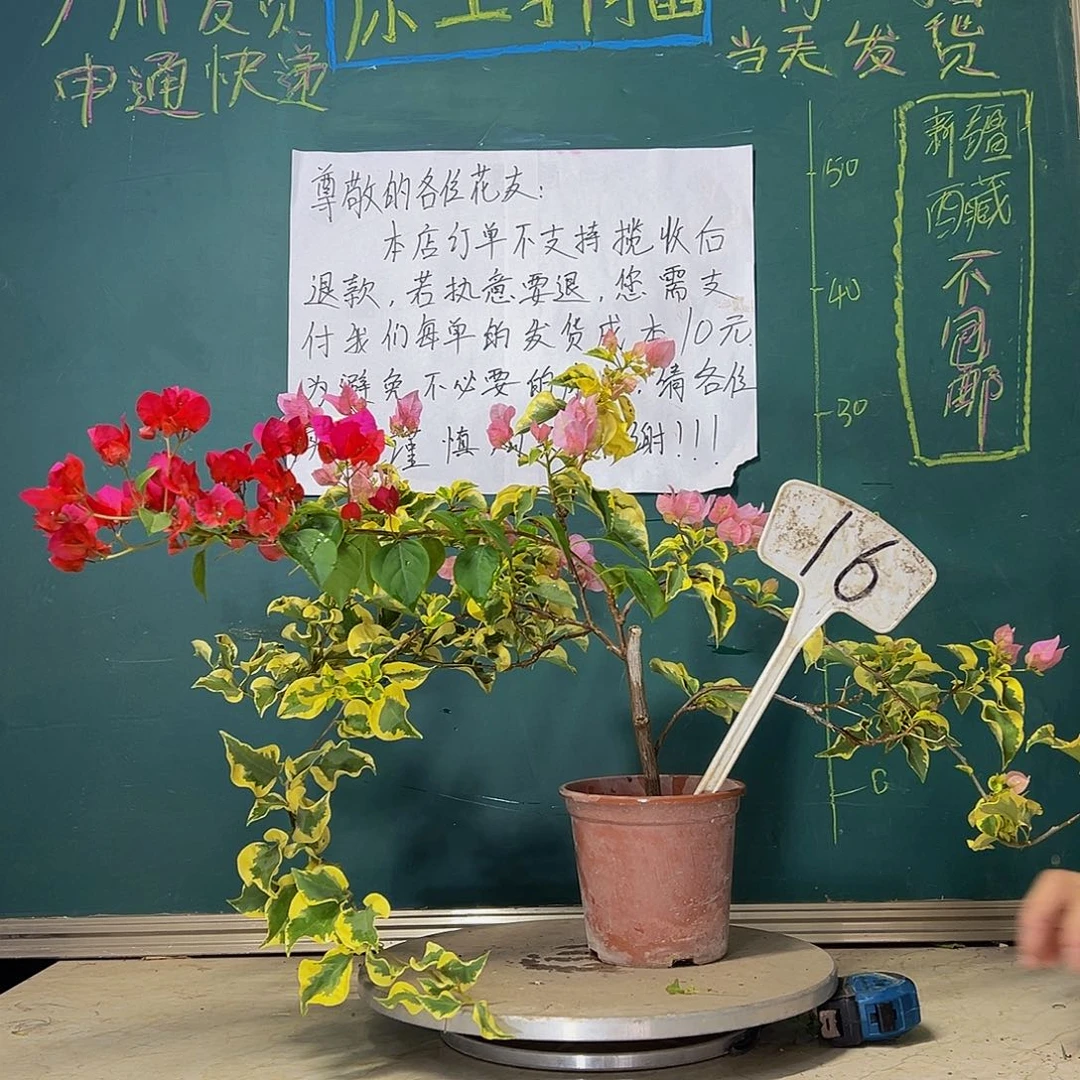 当前无花栽培后可以开花飘枝 中国丽人有绿叶开红花 16