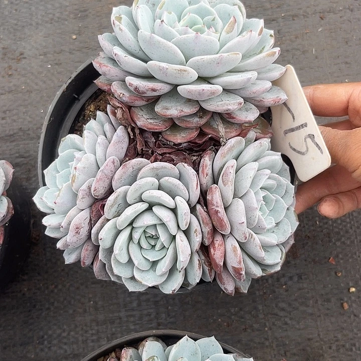 小***师晨语多肉，一物一拍15