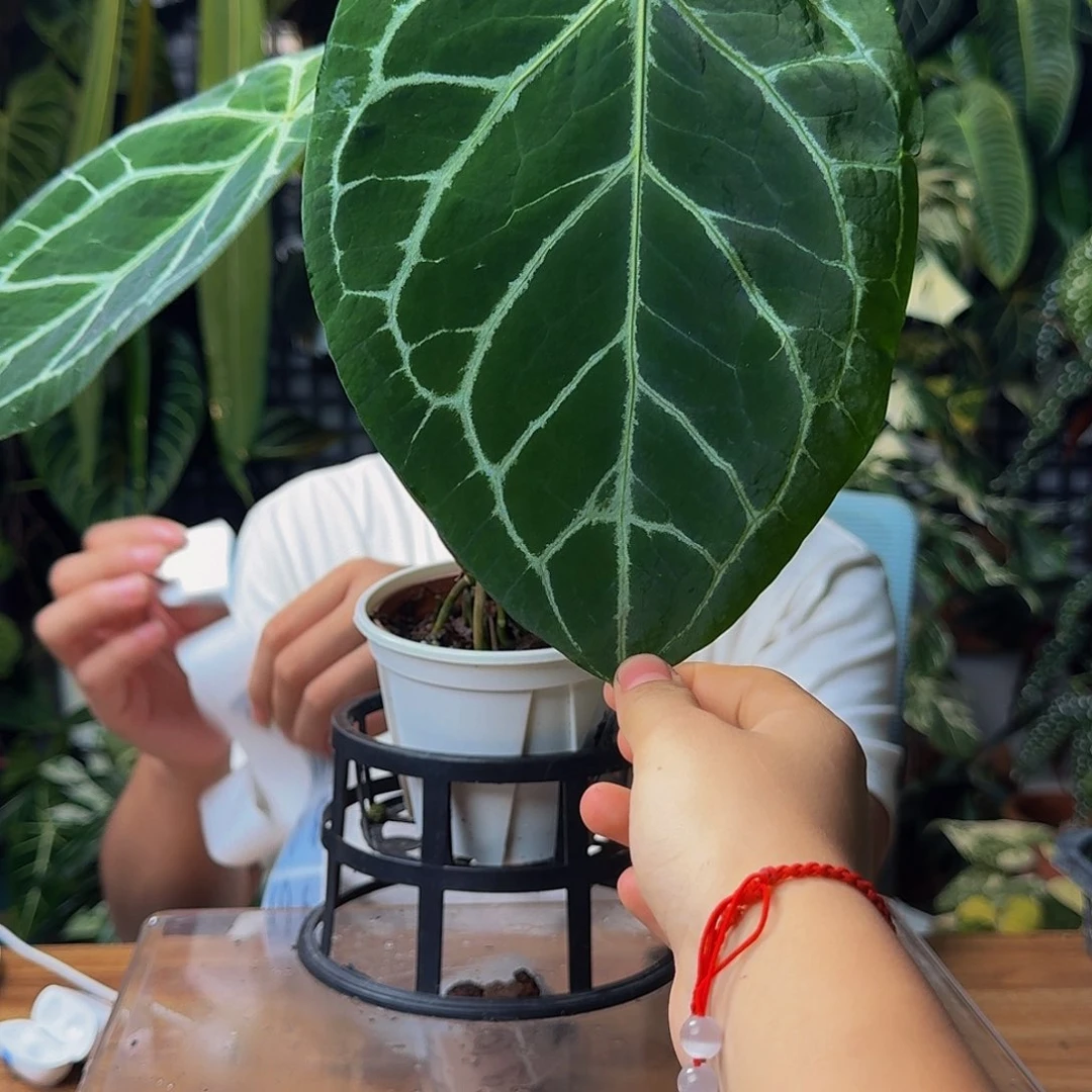 后***猫无花朵一物一拍y59