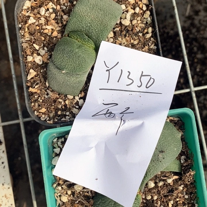 文**11350。两颗卧牛。