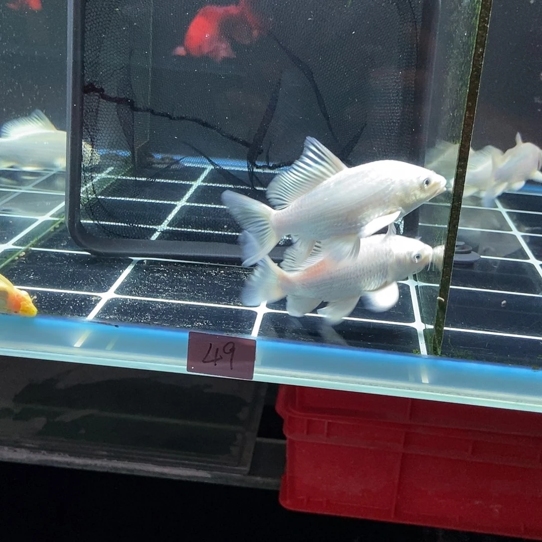 福***7蝴蝶鲤鱼49号白色蝴蝶鲤特价两条