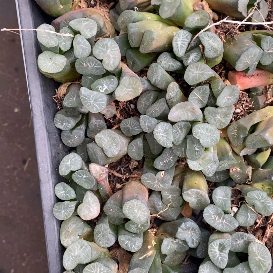 2298 一颗实生大窗万象 挑大的发货