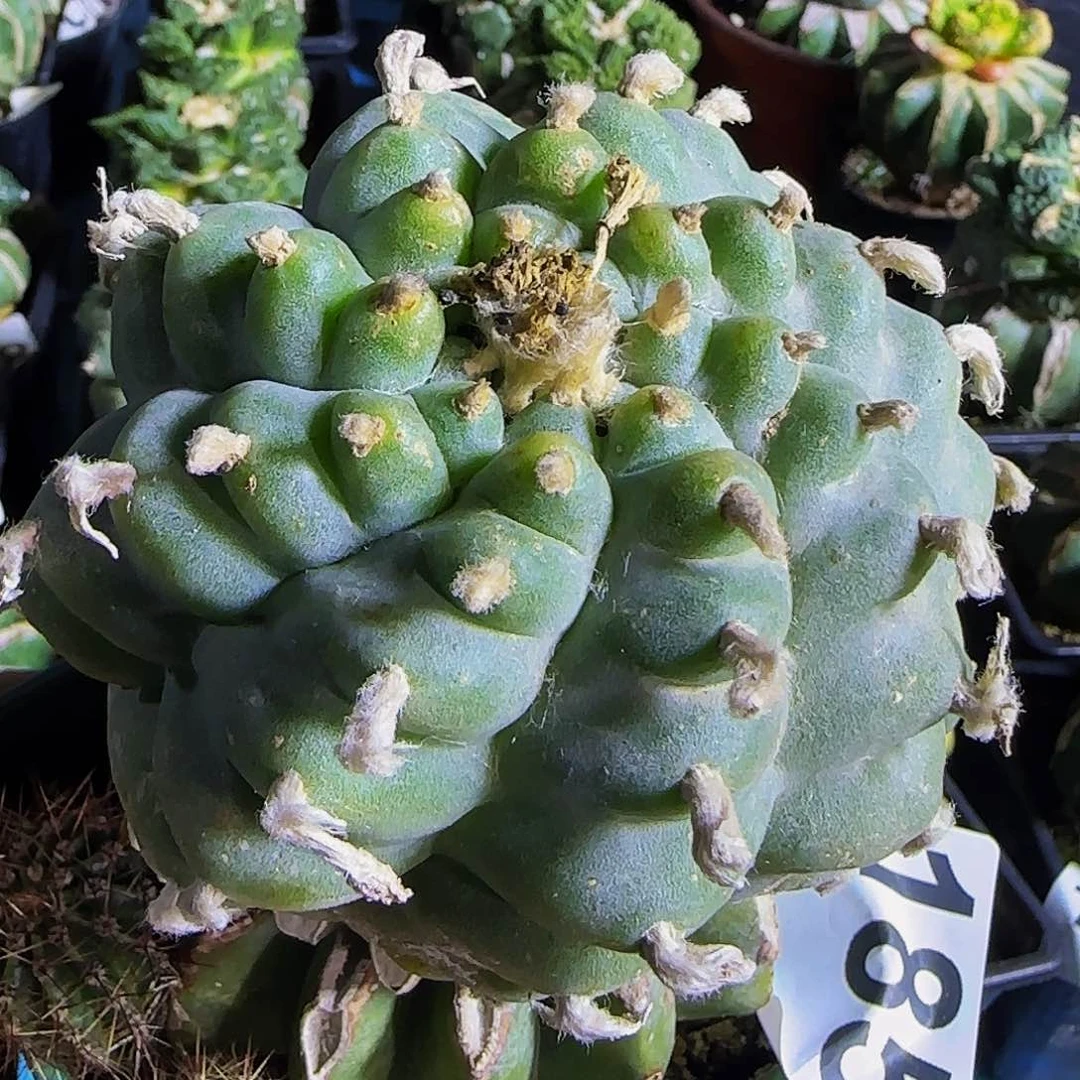 莲*肋骨乌185仙人球