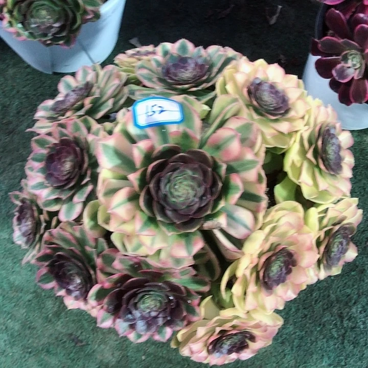 152雨荷多肉法师