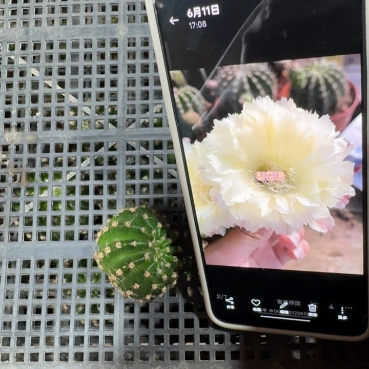279彩草梨花洛歪3到4公分左右无根侧牙，20包邮