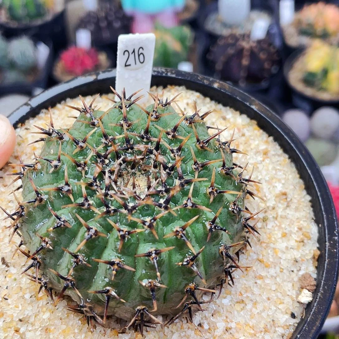 非偏远地区满25包邮仙人球