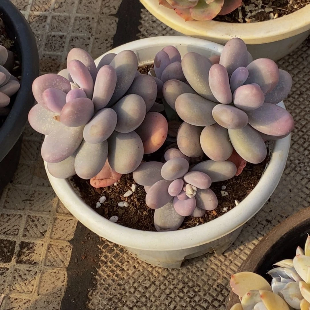 ᥫ****48包邮一物一拍多肉植物