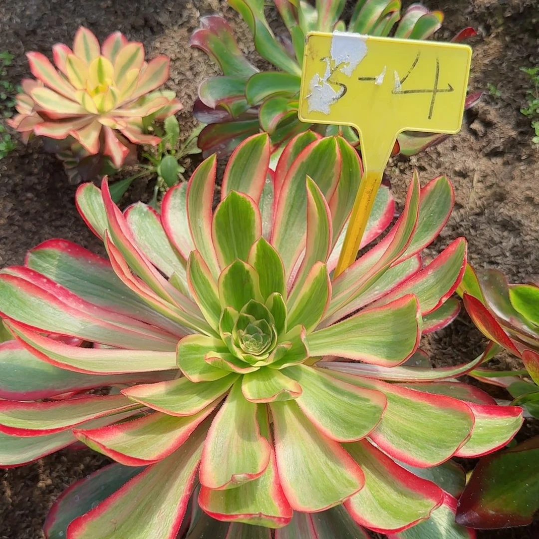 c****n3-4--+无毒白多肉植物