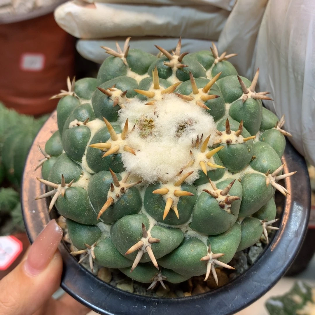 29号  自根 白刺獠牙8.5公分