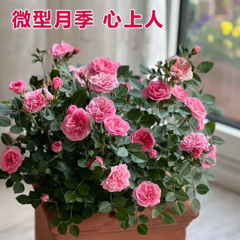 带花苞四季开花心上人微型月季