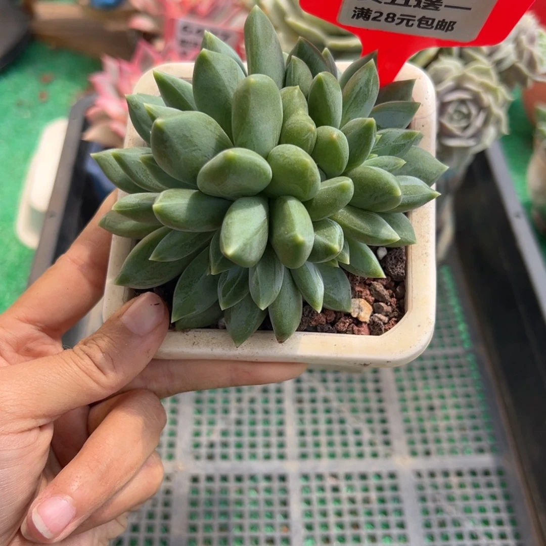 表妹精品多肉植物6428: